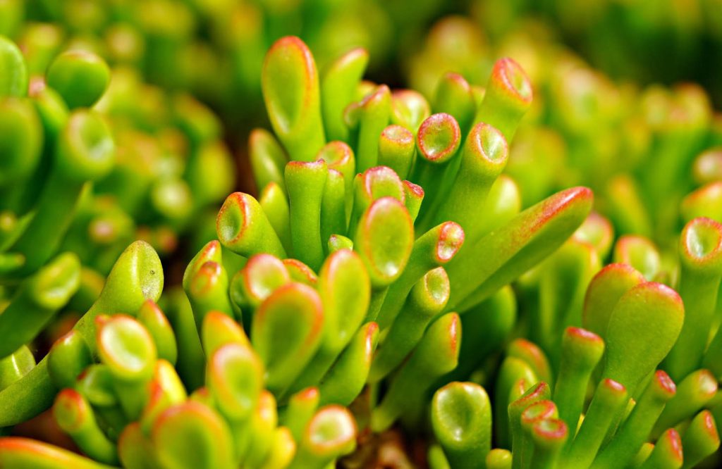 Gollum Jade Leaves