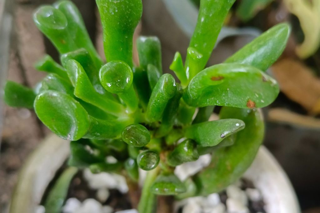 gollum jade plant