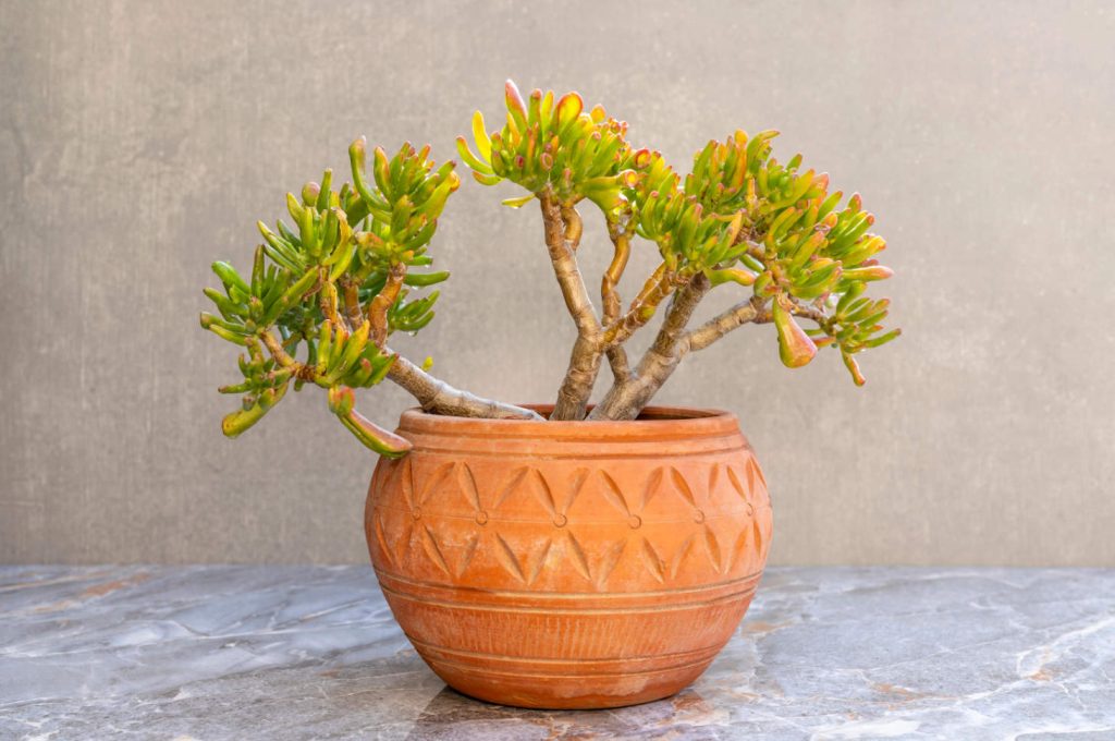 Gollum Jade Succulent In Decorative Terracotta Pot