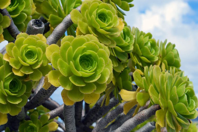 Green Leaves Of Aeonium Arboreum Plant