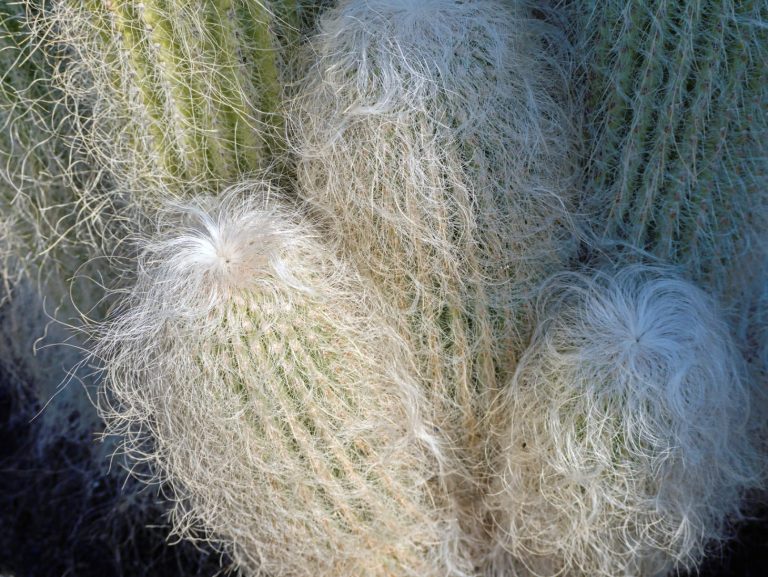 Hairy Cactus (Cephalocereus Senilis) Old Man Cacti