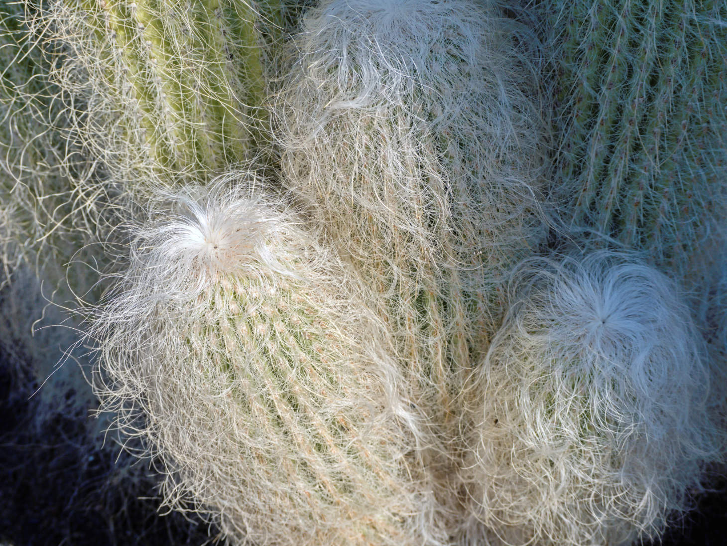 Hairy Cactus (Cephalocereus Senilis) Old Man Cacti