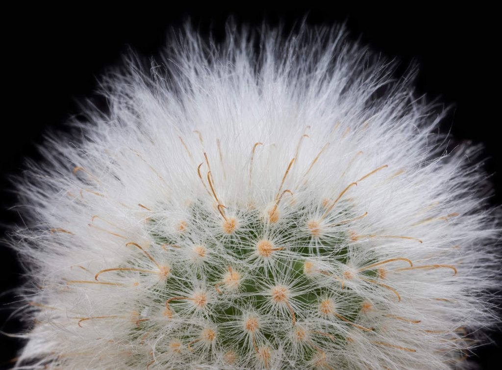 Hairy Cactus (Mammillaria Bocasana) Black Bg
