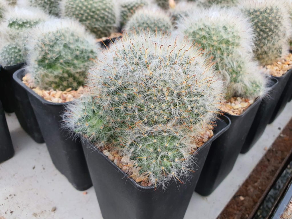 Hairy Mammillaria Bocasana Cacti