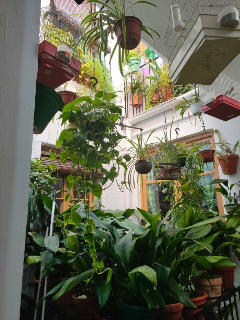 hanging spider plant on a balcony