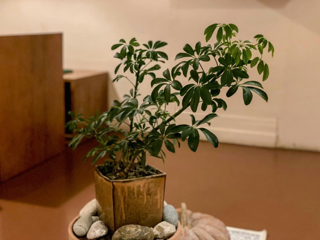 Schefflera Bonsai (Hawaiian Umbrella, Dwarf Schefflera)