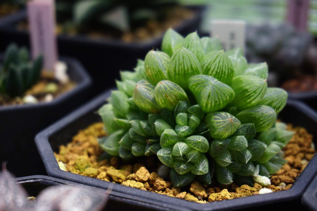 Haworthia Cooperi In Pot Stone Dressing