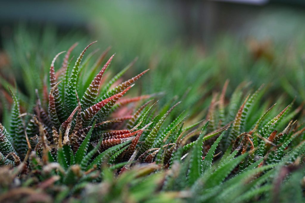 Haworthia Fasciata Cluster Of Plants