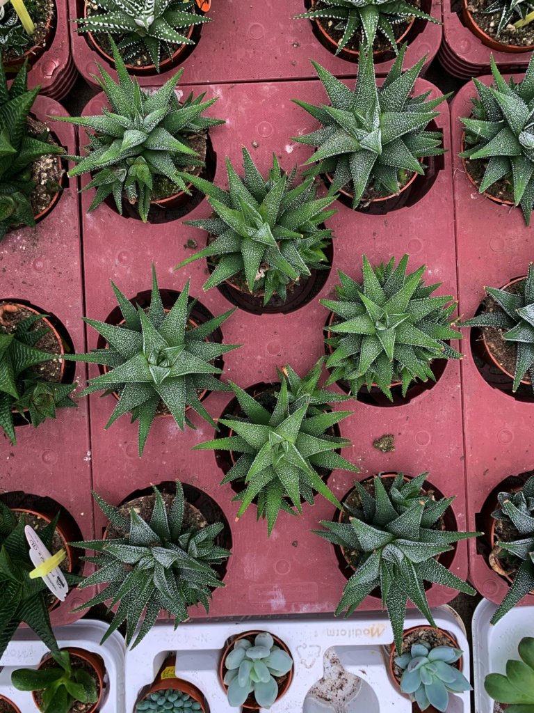 haworthia in plug tray