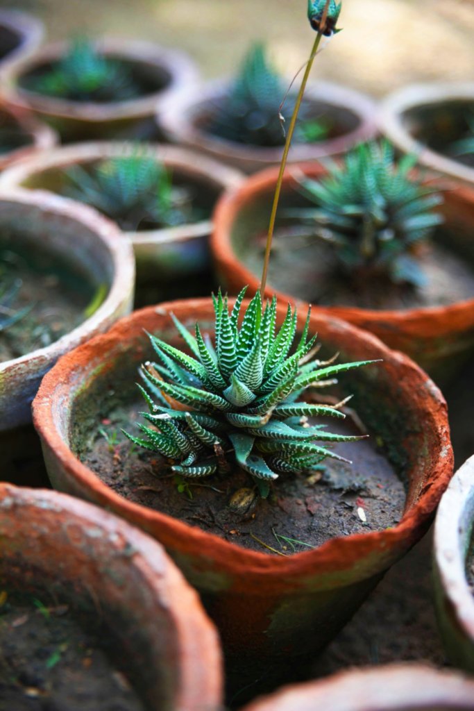 haworthia outdoor