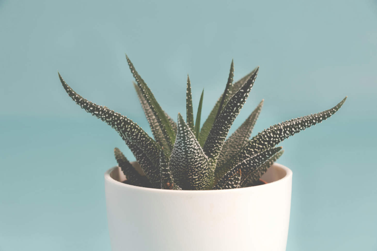 Haworthia Pumila White Pot Blue Bg