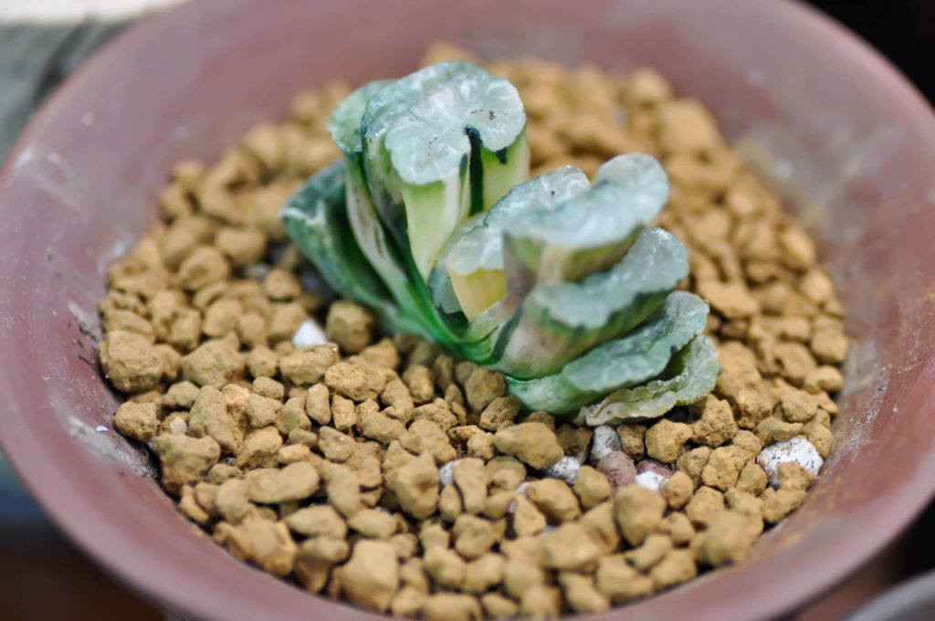 Haworthia Truncata With Rock Dressing