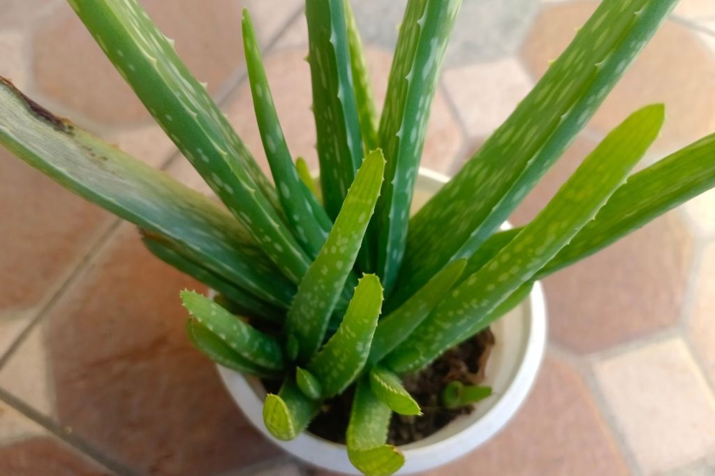 healthy aloe vera