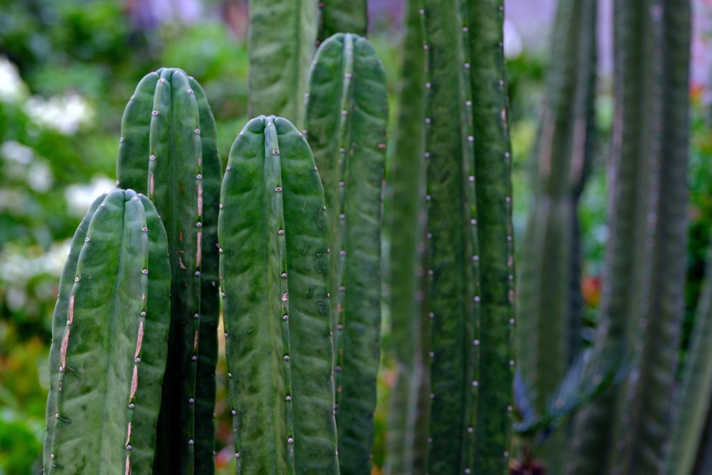 hedge cactus (Cereus hildmannianus)