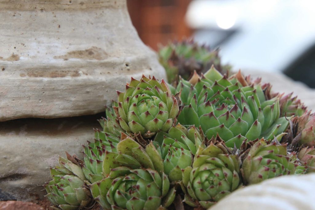 Hens And Chicks Cluster