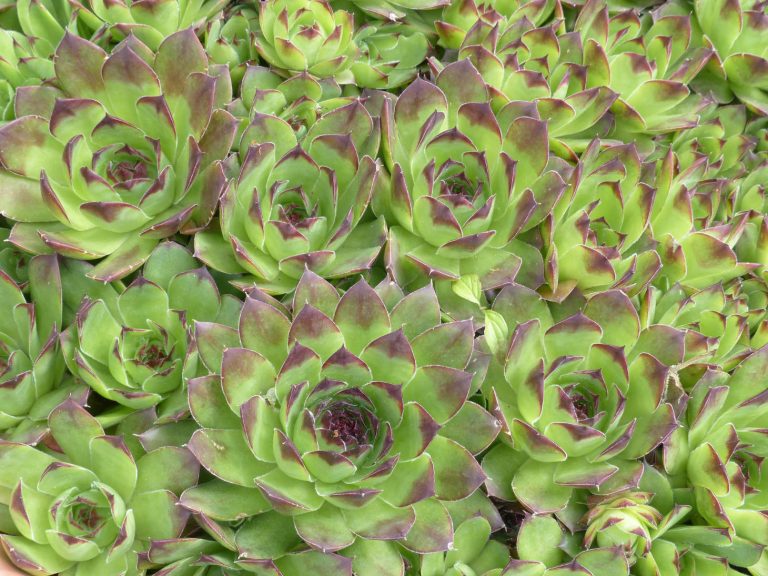 Hens And Chicks From Above (Common Houseleeks)