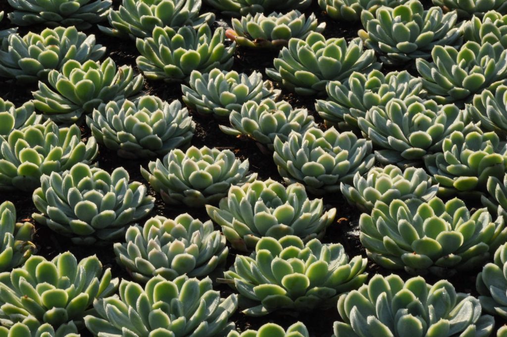 Hens And Chicks In Strong Sunlight