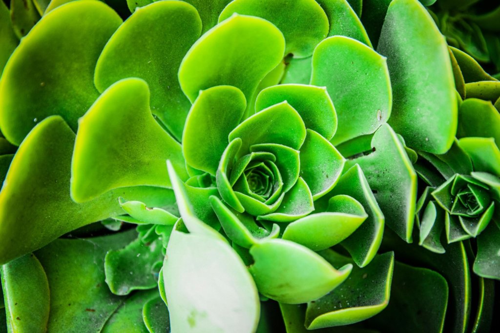 hens and chicks (Sempervivum) outdoor