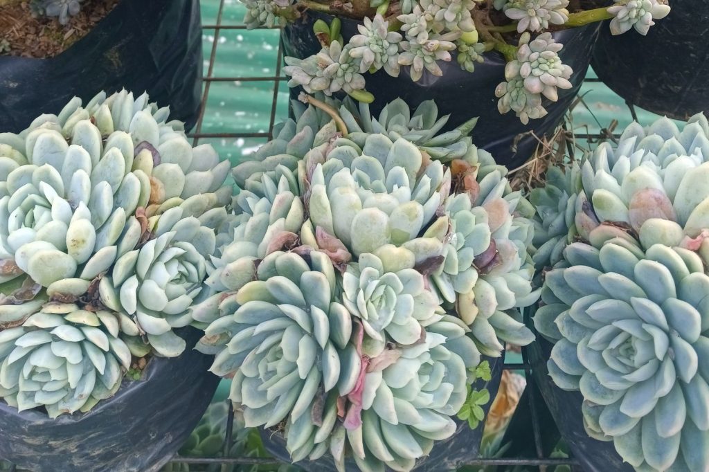 hens and chicks succulents