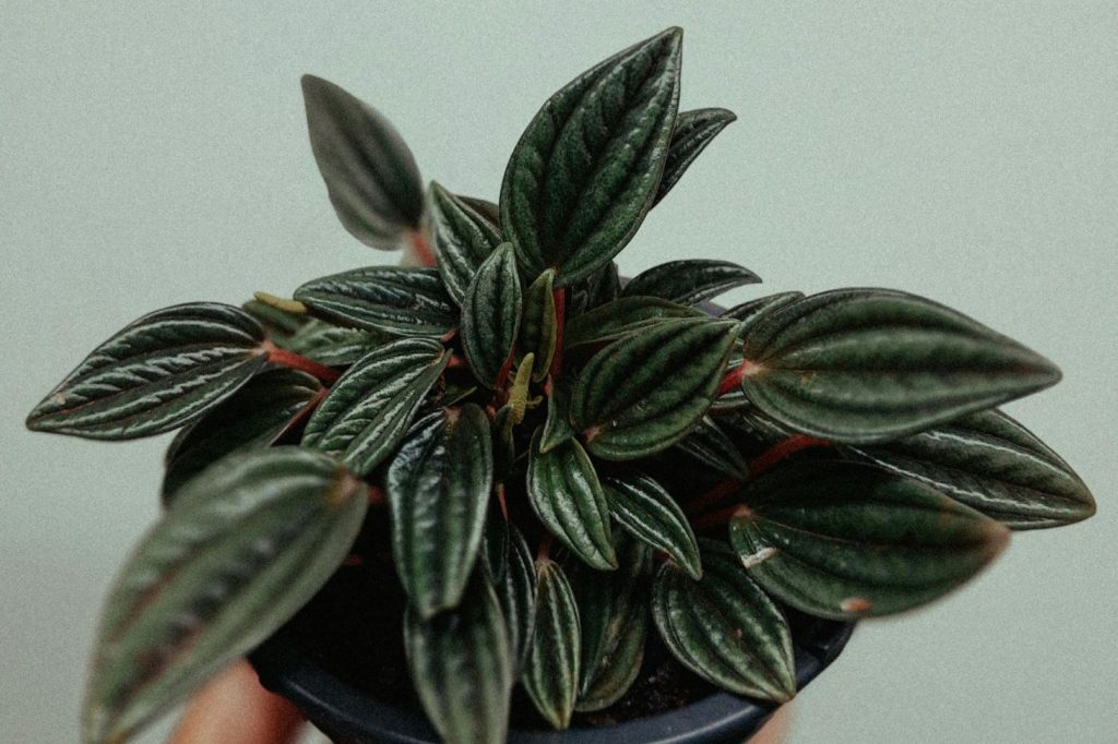 holding a small peperomia plant