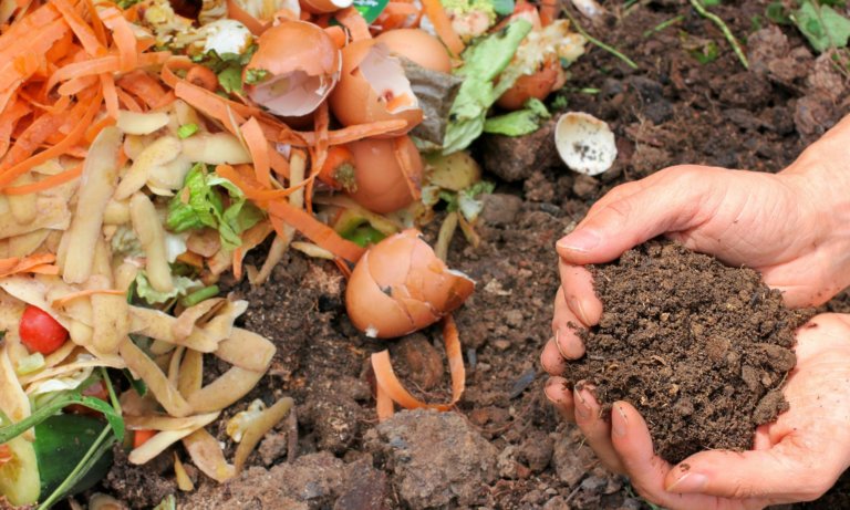 homemade succulent fertilizer
