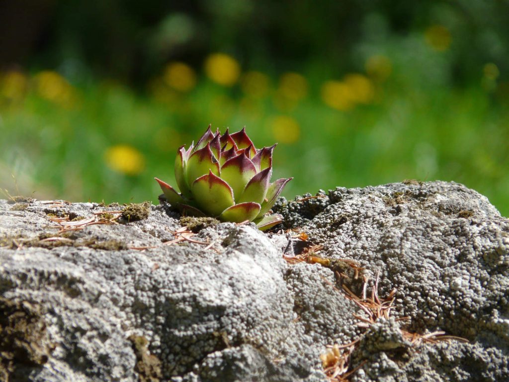 House Leek (Hens And Chick) Growing In Rock