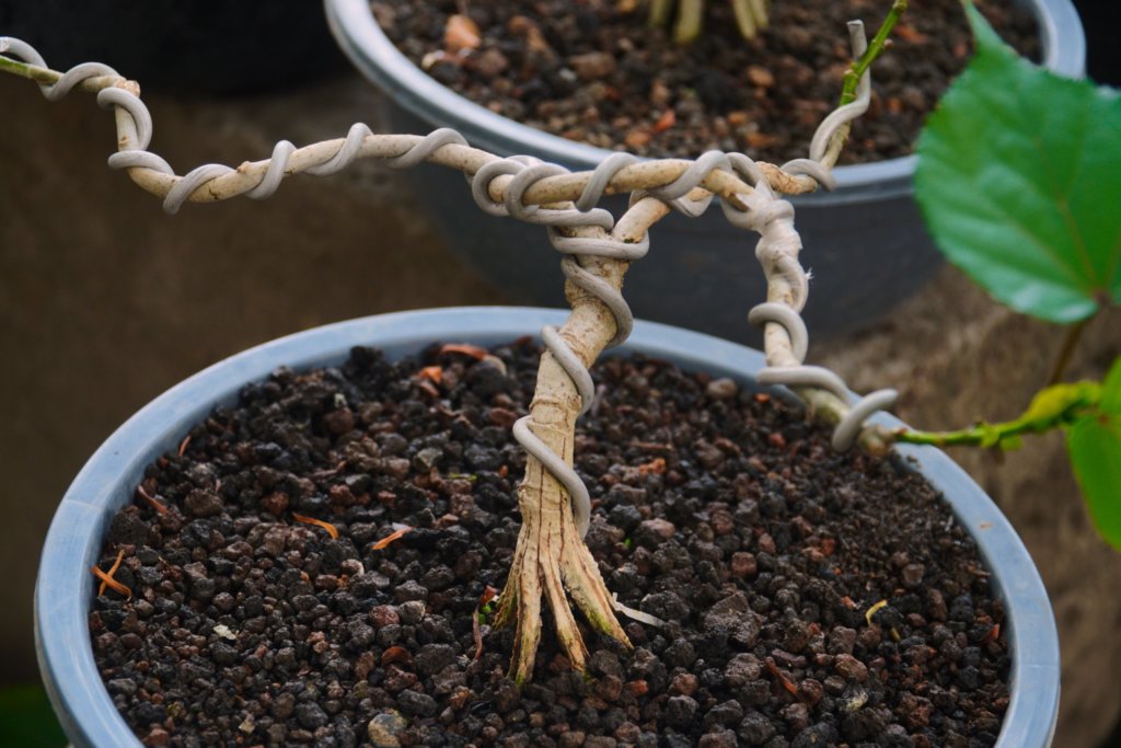 how to wire a bonsai tree