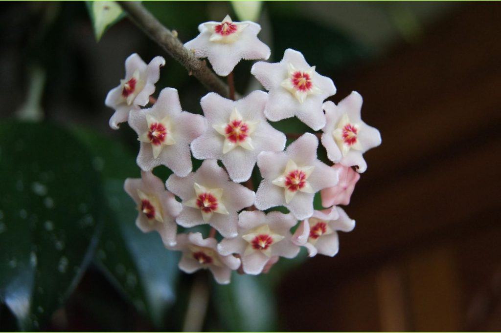 hoya carnosa
