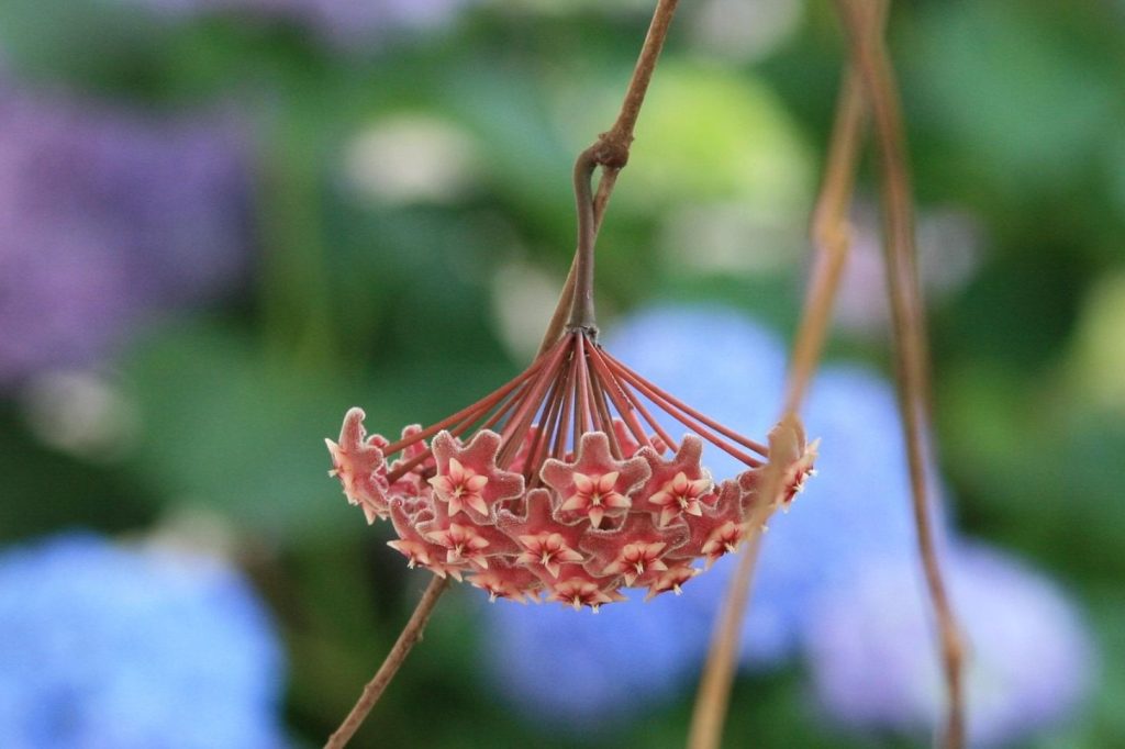 hoya carnosa (wax plant)