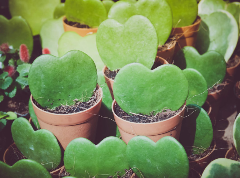 Hoya Kerrii (Lucky-Heart)