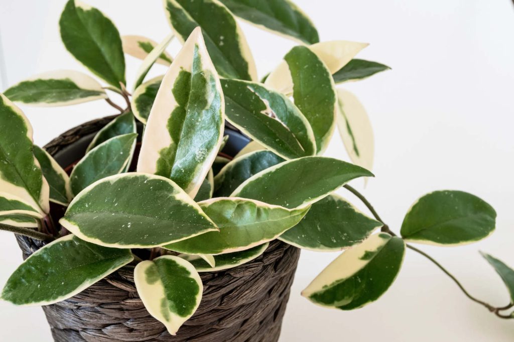 Hoya Wax Plant (Hoya Carnosa Variegated Leaves)