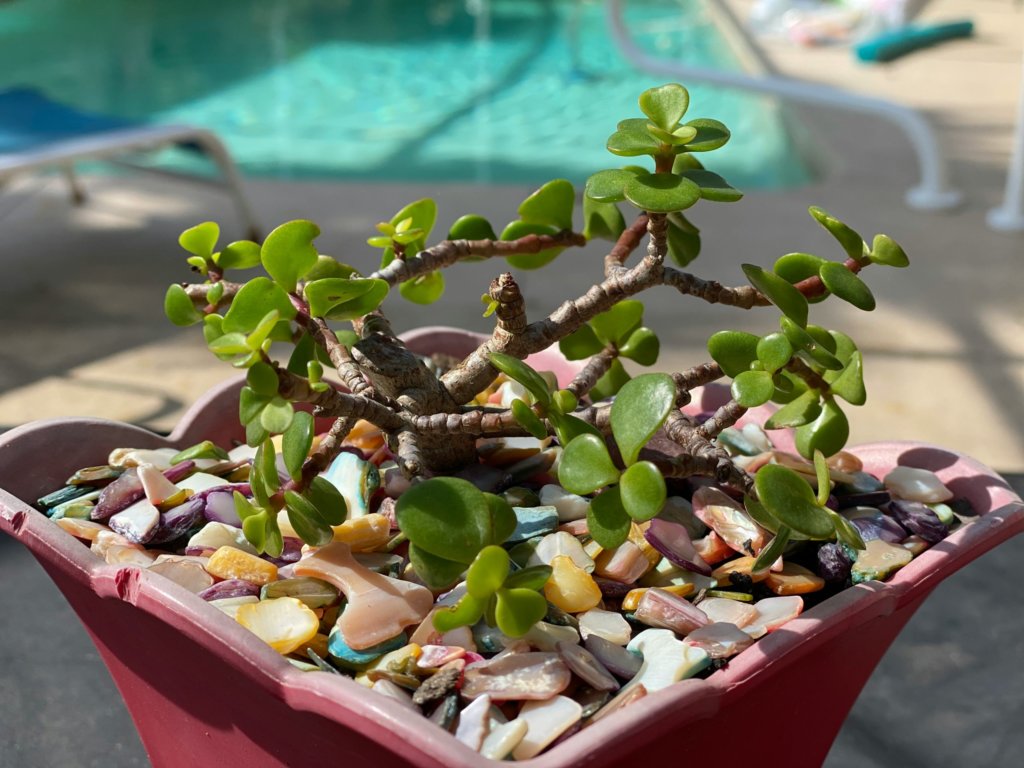 Jade Bonsai (Crassula ovata, Jade plant bonsai)