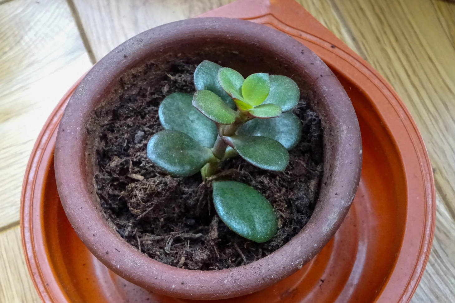 Jade Cutting In Soil