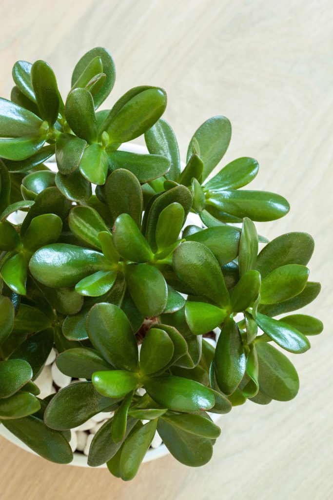 Jade Leaves (Crassula Ovata) From Above