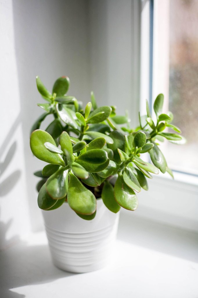 jade plant near the window