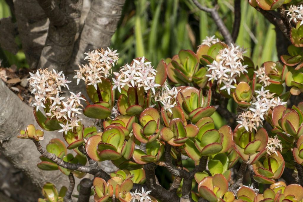 jade plant with flowers