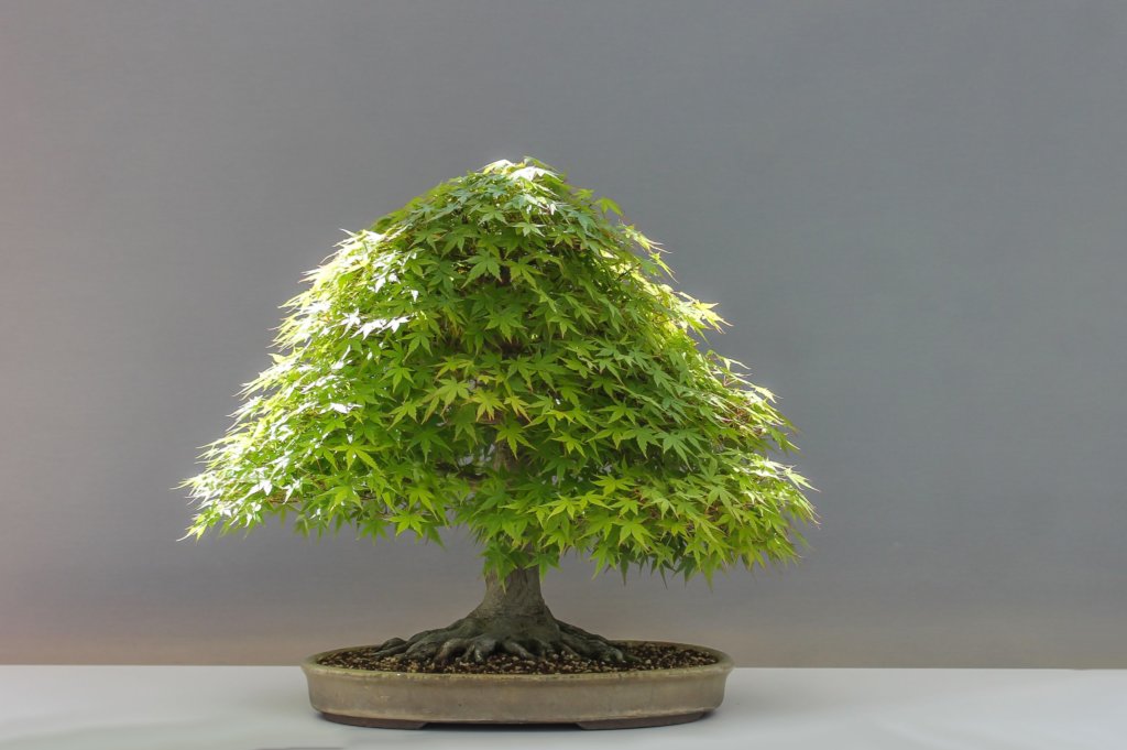 japanese maple bonsai tree