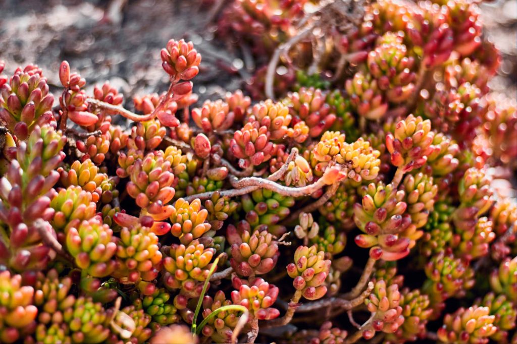 Jelly Bean Succulent (Sedum Rubrotinctum)