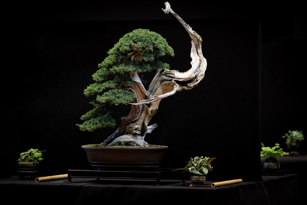 juniper bonsai
