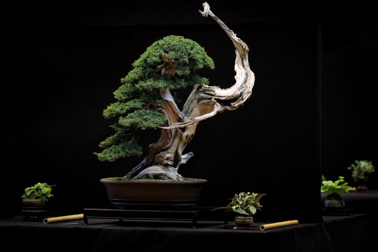 juniper bonsai