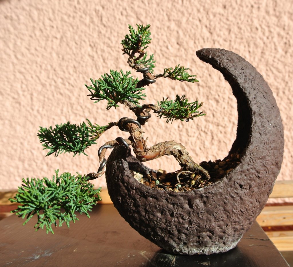 juniper bonsai in moon-shaped pot