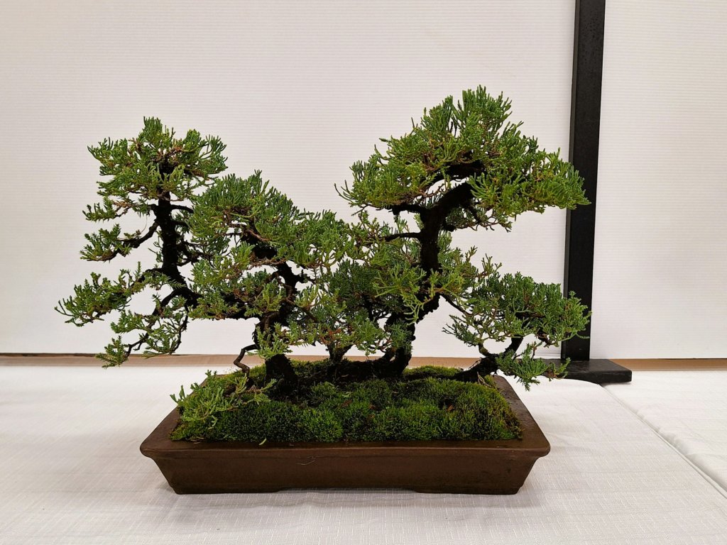 juniper bonsai in rectangular pot