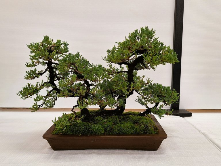 juniper bonsai in rectangular pot