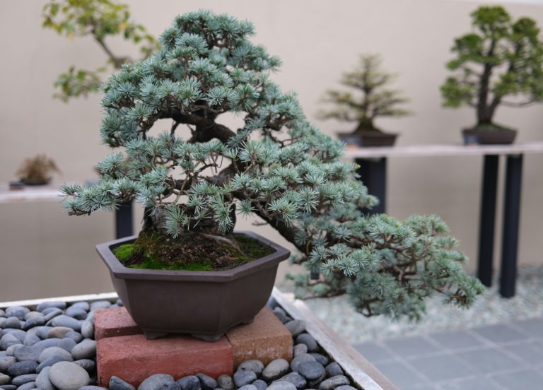 juniper bonsai outdoor