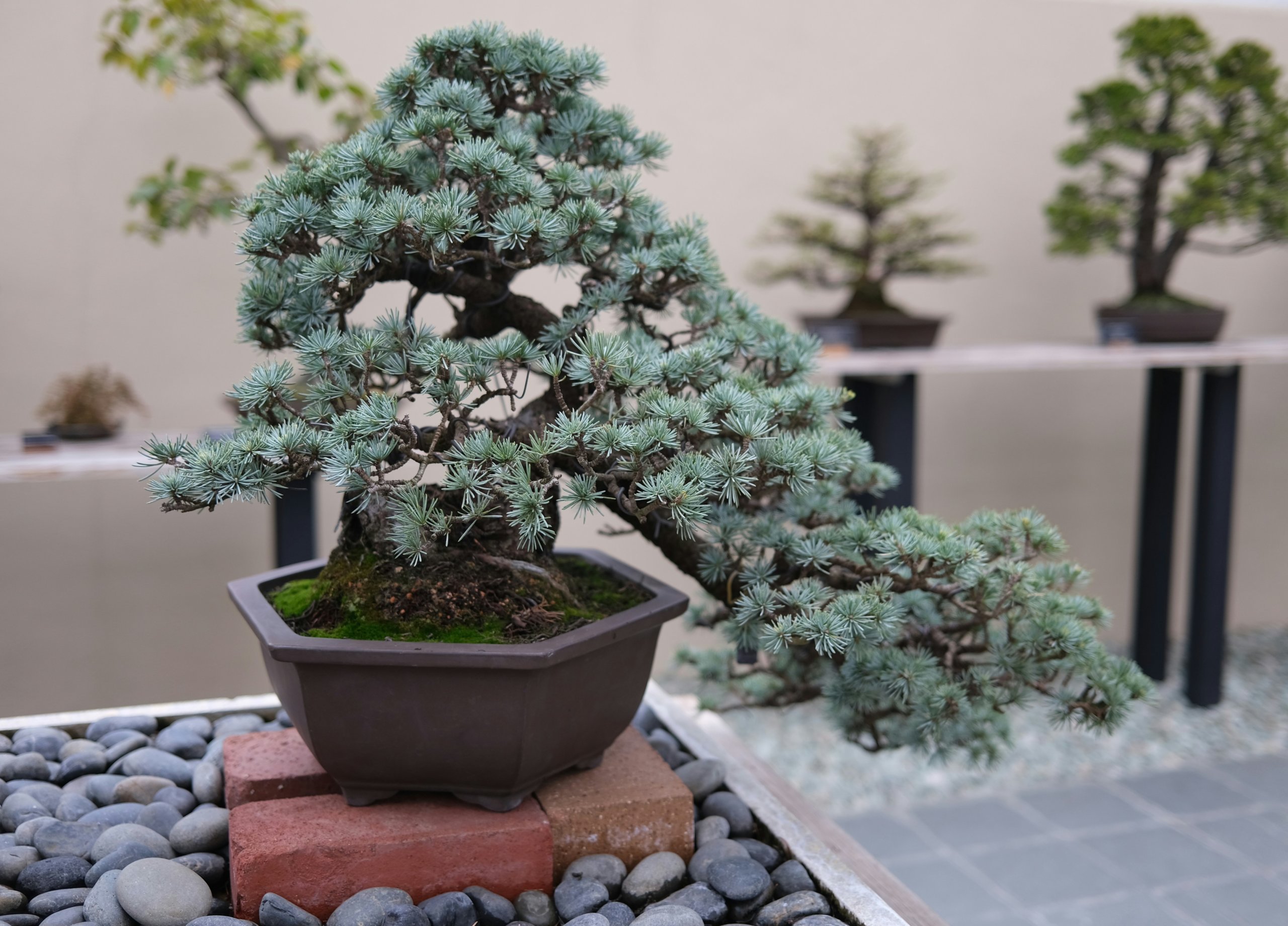 juniper bonsai outdoor