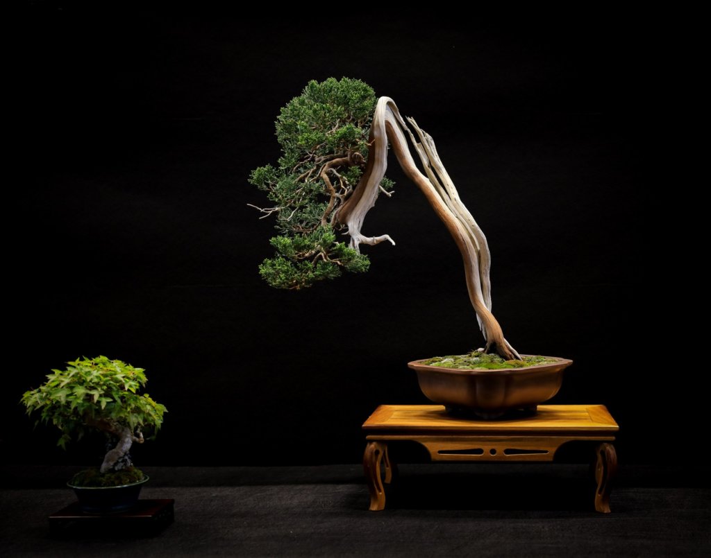 juniper bonsai plant