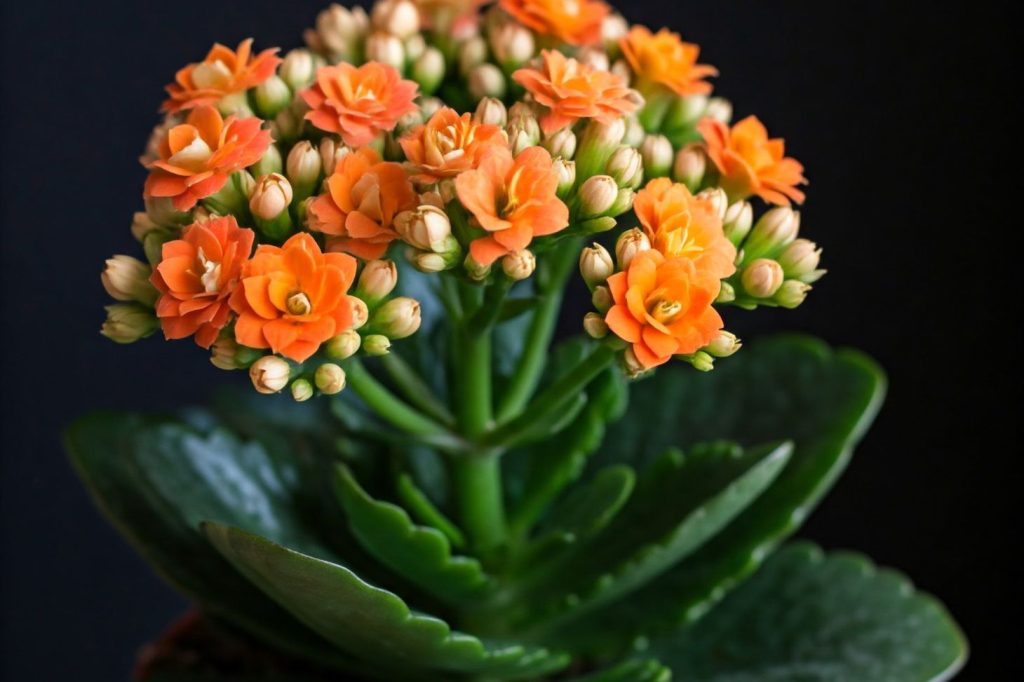 kalanchoe with flowers