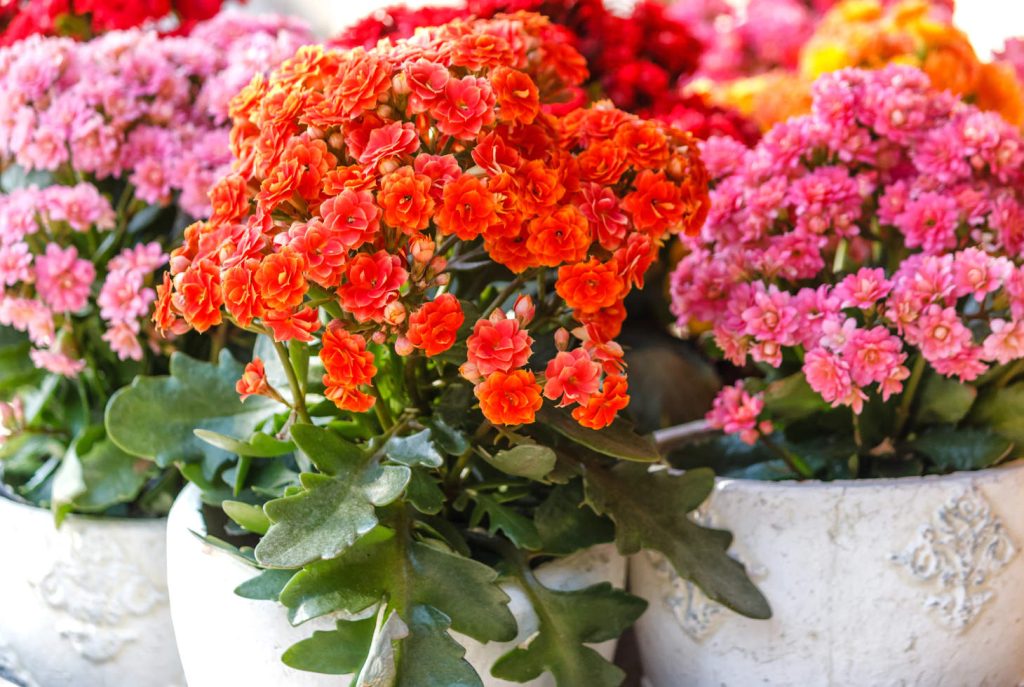 Kalanchoe Blossfeldiana Plants Various Colors