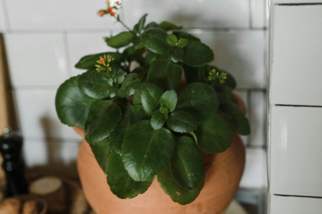 Kalanchoe in a pot with smooth and scalloped edges leaves