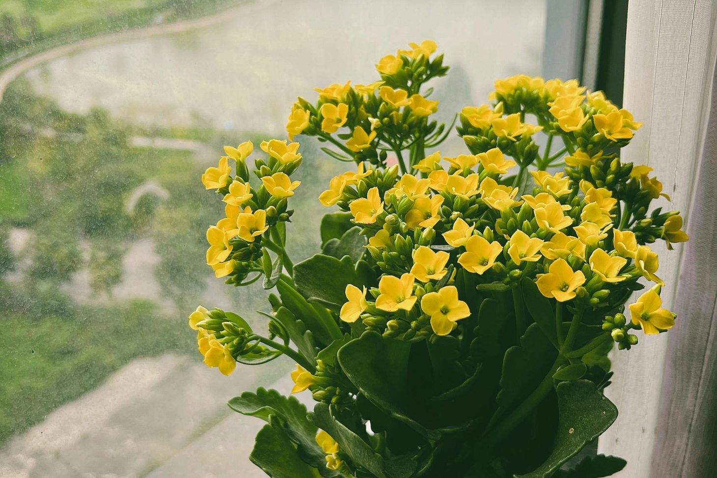 kalanchoe on a window sill, indirect sunlight